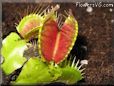 venus flytraps