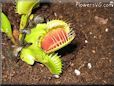 venus fly trap picture