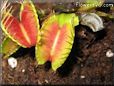 venus fly trap picture