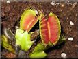 venus fly trap picture