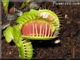 venus fly trap picture
