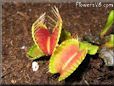 venus fly trap picture