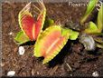 venus fly trap picture