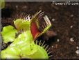 venus fly trap picture