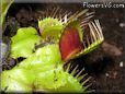 venus fly trap picture