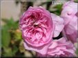 cherry tree flower blossoms pictures