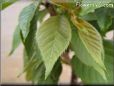 cherry tree leaf pictures
