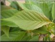 cherry tree leaf picture