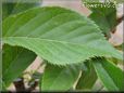 cherry tree leaf picture