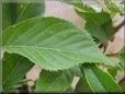 cherry tree leaf pictures