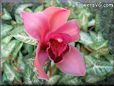 pink orchid picture