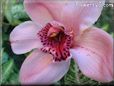 orchid picturea