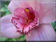orchid pictures