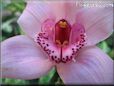 orchid flower picture