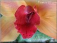 orchid picture