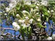 pears trees blossom picture