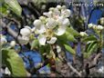 pear tree flower blossoms picture
