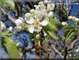 pear trees blossoms picture