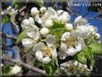 pear tree blossom pictures