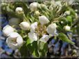 pear tree blossoms picture