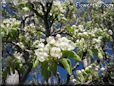 pear tree blossoms picture