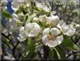 pear tree blossom pictures