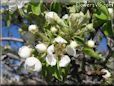 pears tree blossoms picture