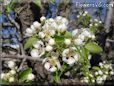 pear tree blossom pictures