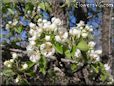 pear tree blossom picture