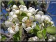 pear trees blossoms pictures