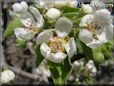 pears tree blossom picture