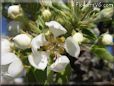 pear tree blossoms pictures