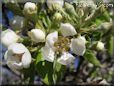 pear trees blossom picture
