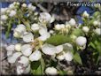 pears tree blossom picture