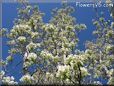 pear tree blossoms picture