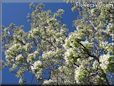 pear tree blossom pictures