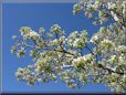 pear trees blossoms picture