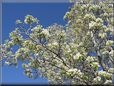 pear tree blossom picture