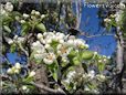 pears tree flower blossom pictures