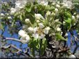 pear tree blossoms picture