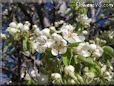 pear trees blossom picture