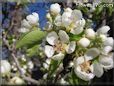 pears tree blossom pictures