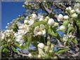 pears tree blossom picture