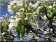 pear tree blossoms picture