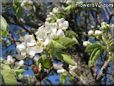 pear trees blossoms pictures