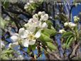 pear tree blossom pictures