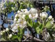 pear tree blossom picture