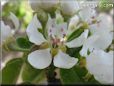 pears trees blossom picture