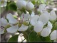 pear tree blossoms pictures