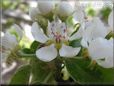 pear tree blossom picture